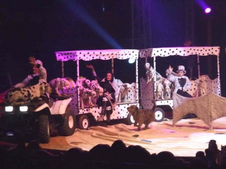 Spectacle_dalmat_1.JPG